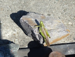 Ognevia longipennis
