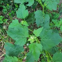 Cyclachaena xanthiifolia