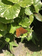 Junonia hedonia