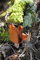 Gyromitra infula