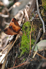 Gyromitra infula