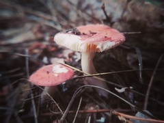 Russula rosacea