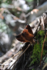 Gyromitra infula