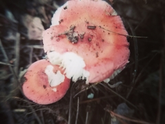 Russula rosacea