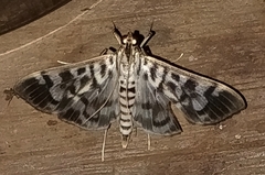 Spilomela