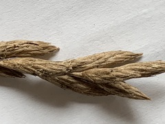 Carex muskingumensis