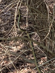 Dendrelaphis punctulatus