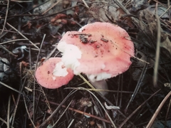Russula rosacea
