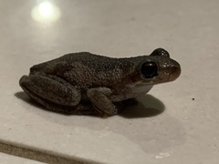 Litoria balatus
