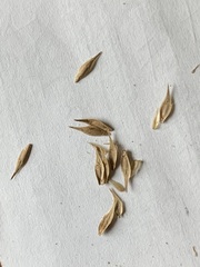 Carex muskingumensis