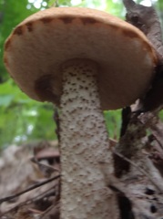 Leccinum aurantiacum