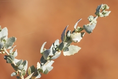 Atriplex lindleyi lindleyi