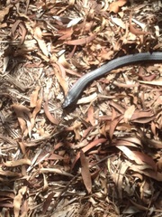 Pseudechis porphyriacus