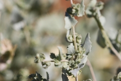 Atriplex lindleyi lindleyi