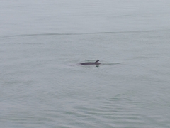 Balaenoptera acutorostrata