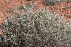 Atriplex lindleyi lindleyi