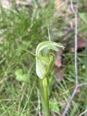 Pterostylis alpina