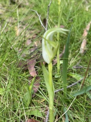 Pterostylis alpina