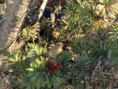 Lichmera indistincta