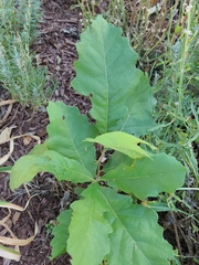 Quercus bicolor