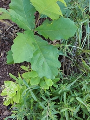 Quercus bicolor