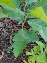 Quercus bicolor