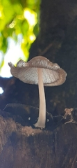 Coprinopsis
