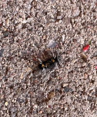 Phaegopterina