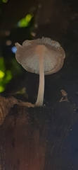 Coprinopsis