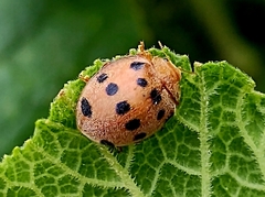 Epilachna tredecimnotata