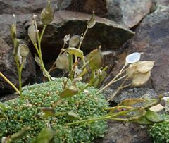 Draba rigida