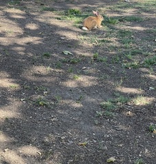 Leporidae