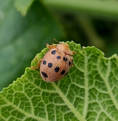 Epilachna tredecimnotata