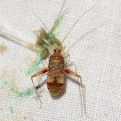 Phytocoris
