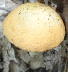 Leccinum aurantiacum