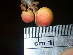 Disholcaspis quercusglobulus