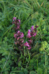 Pedicularis nordmanniana