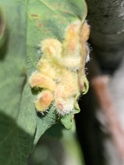 Blaesodiplosis