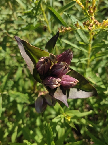 Image of Gentiana rubricaulis by no rights reserved