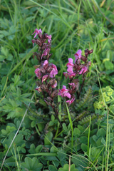 Pedicularis nordmanniana