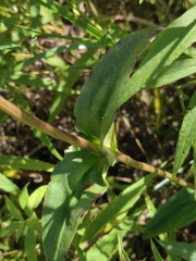 Gentiana rubricaulis