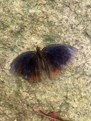 Satyrinae