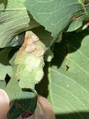 Blaesodiplosis