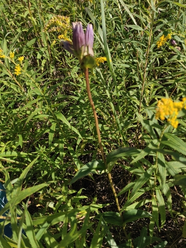 Image of Gentiana rubricaulis by no rights reserved