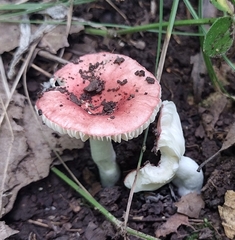 Russula