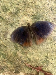 Satyrinae