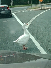 Anser anser domesticus