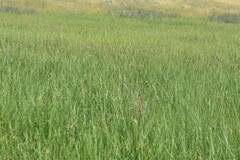 Schoenoplectus tabernaemontani