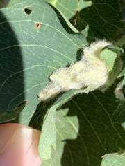 Blaesodiplosis
