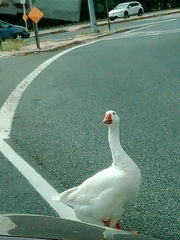 Anser anser domesticus